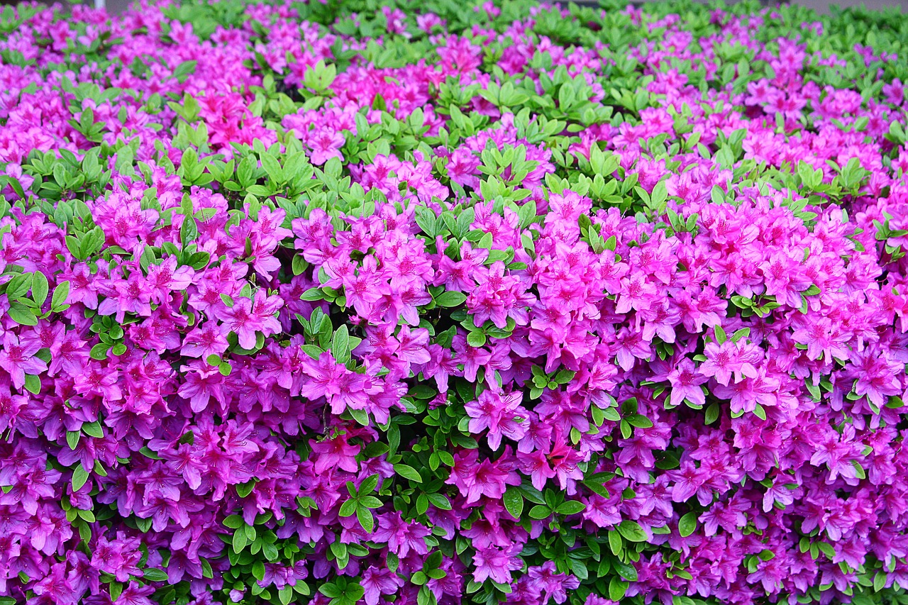 영산홍 노래